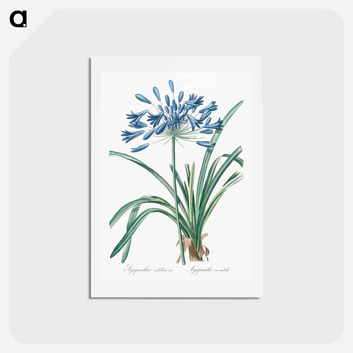 アートポストカード-African lily illustration - ピエール ジョゼフ ルドゥーテ Postcard.