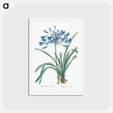 アートポストカード-African lily illustration - ピエール ジョゼフ ルドゥーテ Postcard.