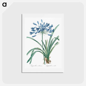 アートポストカード-African lily illustration - ピエール ジョゼフ ルドゥーテ Postcard.