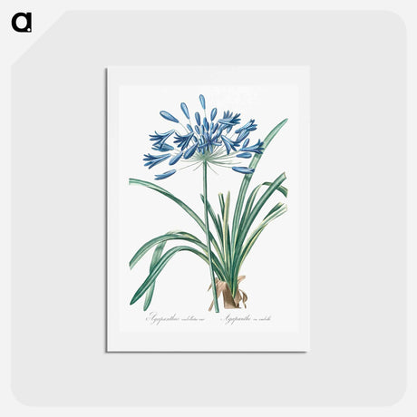 アートポストカード-African lily illustration - ピエール ジョゼフ ルドゥーテ Postcard.