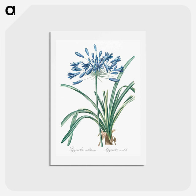 アートポストカード-African lily illustration - ピエール ジョゼフ ルドゥーテ Postcard.