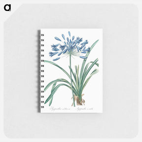 アートメモ帳-African lily illustration - ピエール ジョゼフ ルドゥーテ Memo.