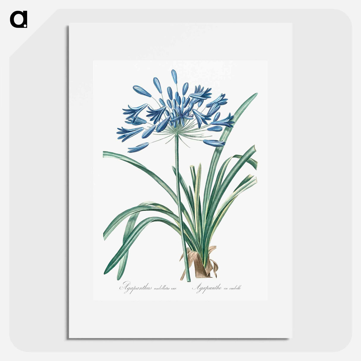 African lily illustration - Pierre Joseph Redouté Poster.