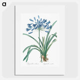 African lily illustration - Pierre Joseph Redouté Poster.