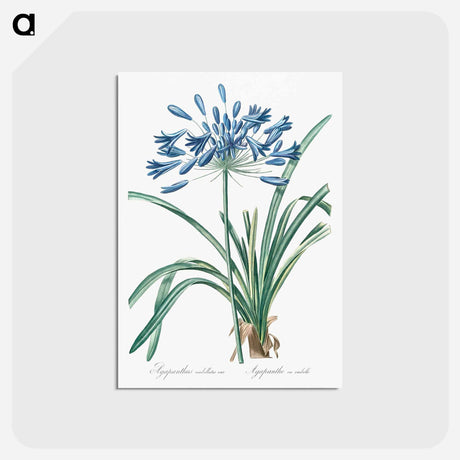 アートポストカード-African lily illustration - ピエール ジョゼフ ルドゥーテ Postcard.