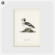 3-17_Svenska-Faglar_postcard
