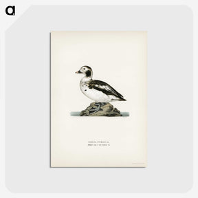 3-17_Svenska-Faglar_postcard