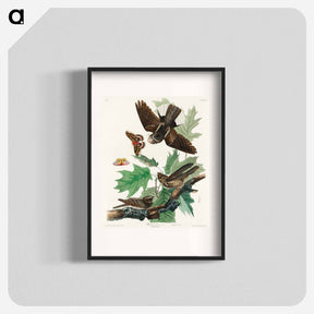 アートポスター-Whip-poor-will from Birds of America
 - アメリカの鳥たち Poster.