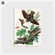 アートポストカード-Whip-poor-will from Birds of America
 - アメリカの鳥たち Postcard.