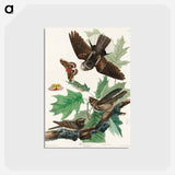アートポストカード-Whip-poor-will from Birds of America
 - アメリカの鳥たち Postcard.