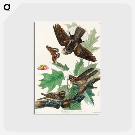 アートポストカード-Whip-poor-will from Birds of America
 - アメリカの鳥たち Postcard.