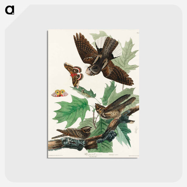 アートポストカード-Whip-poor-will from Birds of America
 - アメリカの鳥たち Postcard.