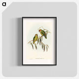 Coxen's Parakeet
 - オーストラリアの鳥 Poster.