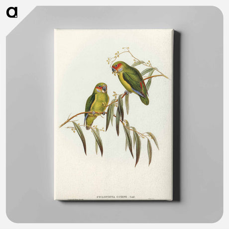 アートパネル-Coxen's Parakeet
 - オーストラリアの鳥 Canvas.