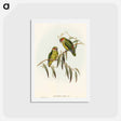 アートポストカード-Coxen's Parakeet
 - オーストラリアの鳥 Postcard.