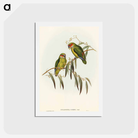 アートポストカード-Coxen's Parakeet
 - オーストラリアの鳥 Postcard.