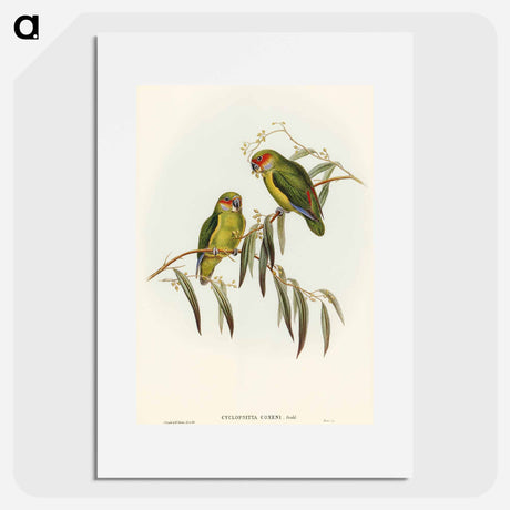 アートポスター-Coxen's Parakeet
 - オーストラリアの鳥 Poster.