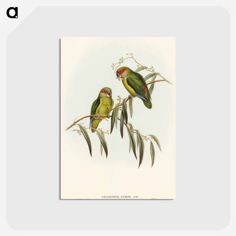 アートポストカード-Coxen's Parakeet
 - オーストラリアの鳥 Postcard.