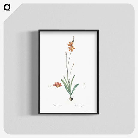3-17_The-Lilies_blk-crop