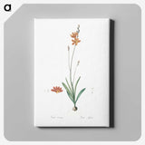 3-17_The-Lilies_canvas