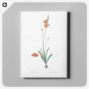 3-17_The-Lilies_canvas