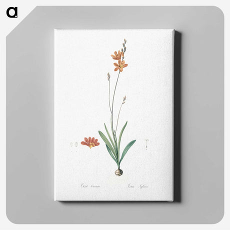 3-17_The-Lilies_canvas