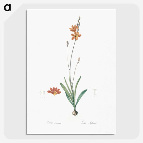 3-17_The-Lilies_picture-crop
