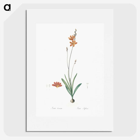 3-17_The-Lilies_picture