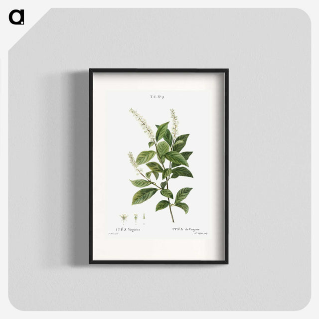 3-17_Treatise-on-Trees-and-Shrubs_blk