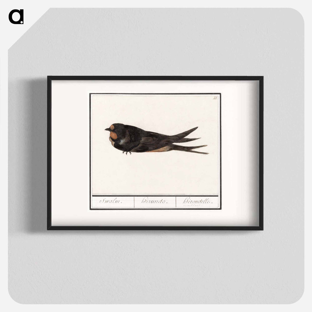 Barn Swallow - アンセルムス ボエティウス デ ブート Poster.