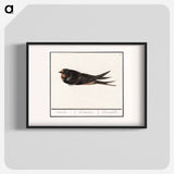 Barn Swallow - アンセルムス ボエティウス デ ブート Poster.