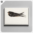 3-18_Anselmus-Boetius-de-Boodt_canvas