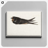3-18_Anselmus-Boetius-de-Boodt_canvas