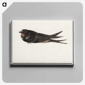 3-18_Anselmus-Boetius-de-Boodt_canvas