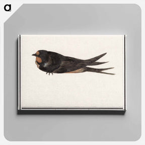 アートパネル-Barn Swallow - アンセルムス ボエティウス デ ブート Canvas.