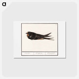 アートポストカード-Barn Swallow - アンセルムス ボエティウス デ ブート Postcard.