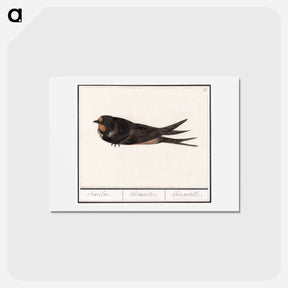 アートポストカード-Barn Swallow - アンセルムス ボエティウス デ ブート Postcard.