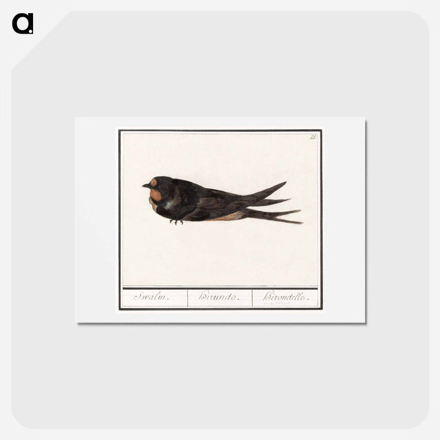 アートポストカード-Barn Swallow - アンセルムス ボエティウス デ ブート Postcard.