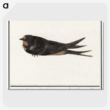 3-18_Anselmus-Boetius-de-Boodt_picture-crop