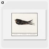 3-18_Anselmus-Boetius-de-Boodt_picture