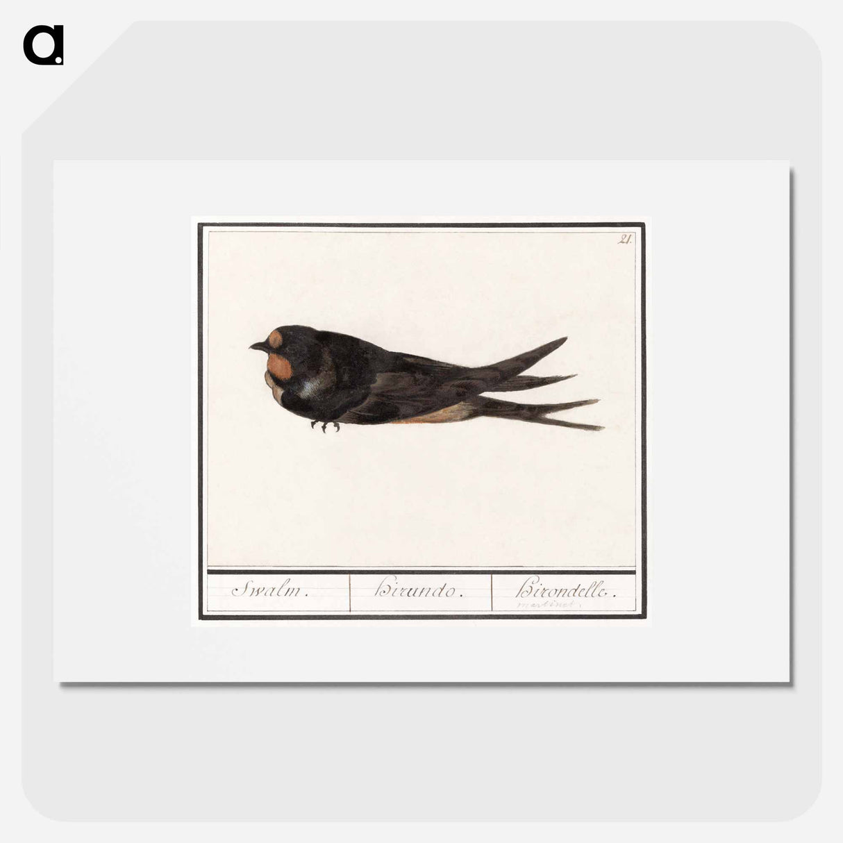Barn Swallow - アンセルムス ボエティウス デ ブート Poster.