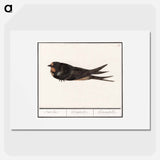 Barn Swallow - アンセルムス ボエティウス デ ブート Poster.