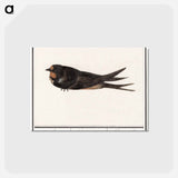 アートポストカード-Barn Swallow - アンセルムス ボエティウス デ ブート Postcard.