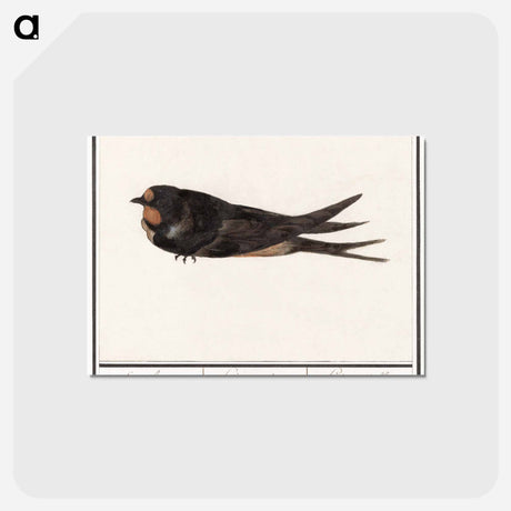 アートポストカード-Barn Swallow - アンセルムス ボエティウス デ ブート Postcard.