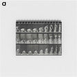 3-18_Eadweard-Muybridge_memo