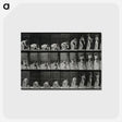 3-18_Eadweard-Muybridge_postcard