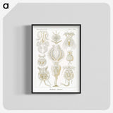 3-18_Ernst-Haeckel_blk-crop