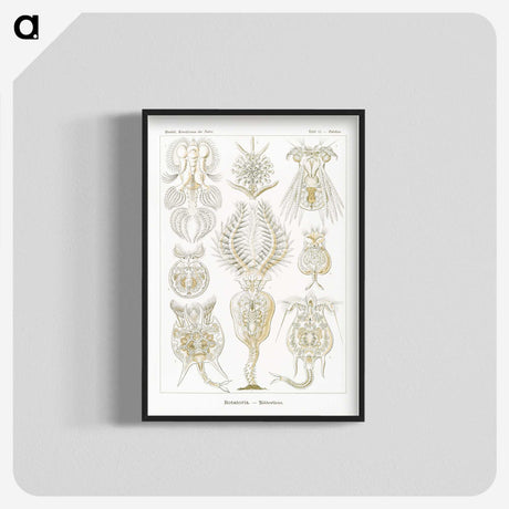 3-18_Ernst-Haeckel_blk-crop