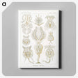 3-18_Ernst-Haeckel_canvas
