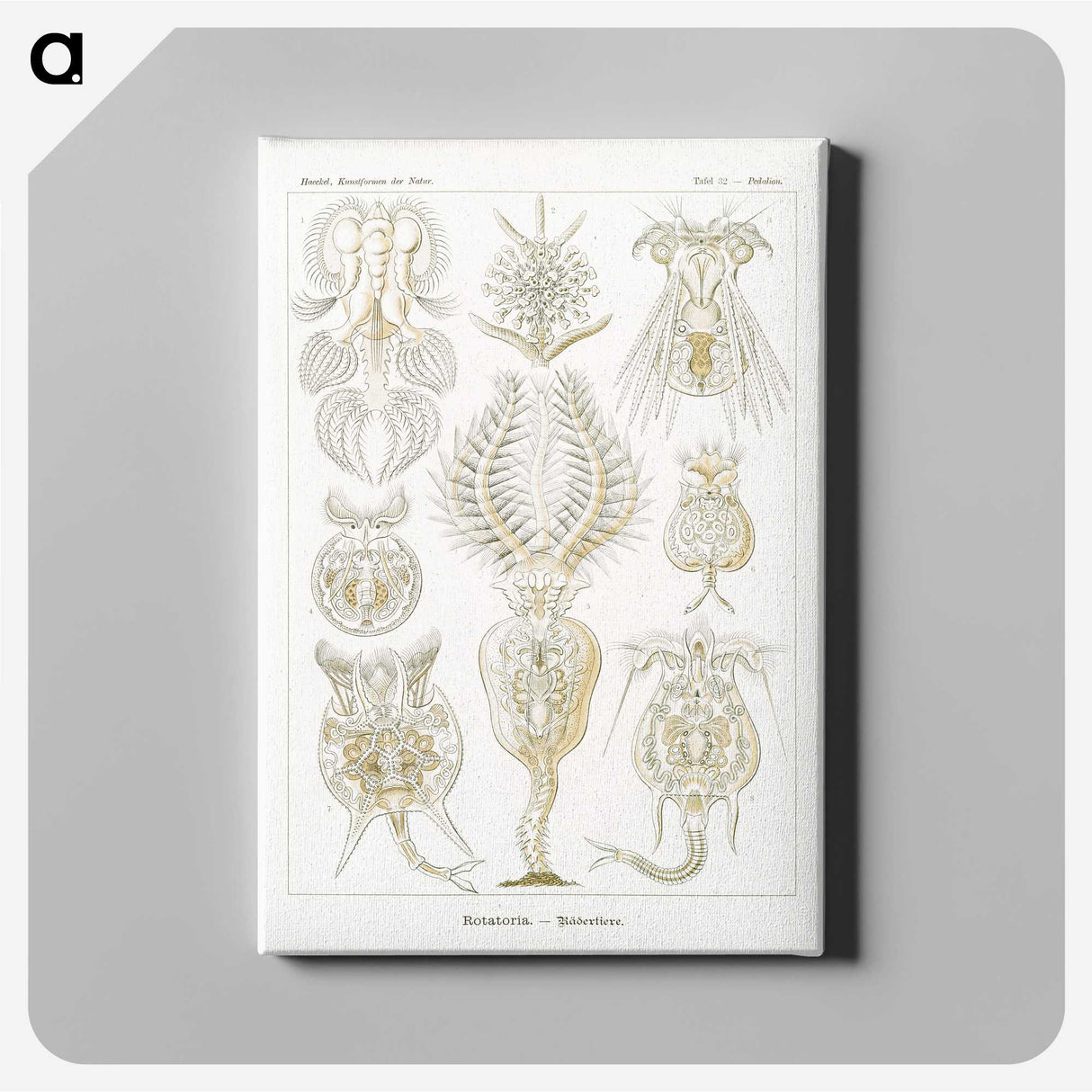 3-18_Ernst-Haeckel_canvas